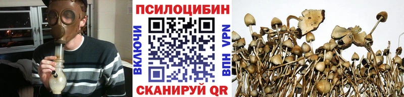 Галлюциногенные грибы Psilocybe  Цивильск 